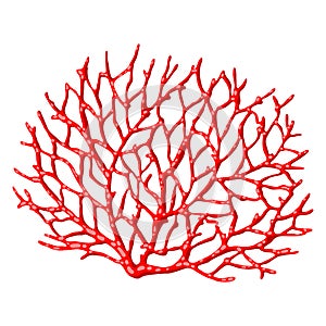 Illustration of sea coral. Marine life aquarium and water fauna.