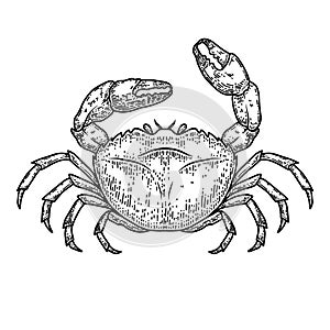 Illustration of sea crab in engraving style. Design element for logo, label, sign, emblem, poster.