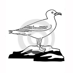 Illustration of the sea gull