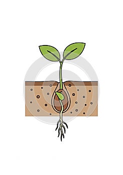 Illustration of a seed germination process. It shows a seed sprouting underground