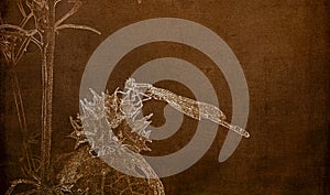 Illustration in Sepia of a  Macro of Famiiar Bluet Enallagma civile Resting on a Dried Thistle Flower