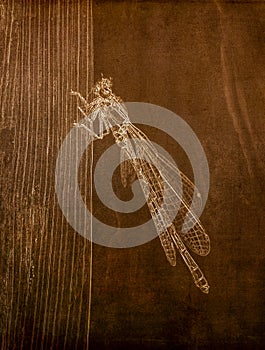 Illustration in Sepia of a Macro Shot of a Tule Bluet Damselfly On Stalk of Grass