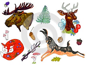 Illustration of a set of animals. Elk, deer, fox, pine cone, fern, hare, acorns, berry, leaves on a white background