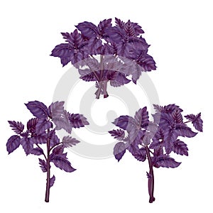 Illustration of a set bunch of a red Basil