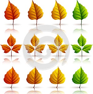 Set of colorful autumn leaves isolated on white background