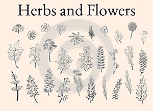 Illustration set of herbs, plants and flowers sketches