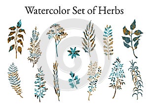 Illustration set of herbs, plants and flowers sketches