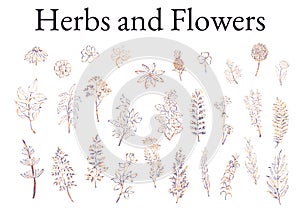 Illustration set of herbs, plants and flowers sketches