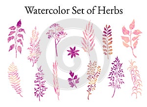 Illustration set of herbs, plants and flowers sketches