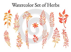 Illustration set of herbs, plants and flowers sketches