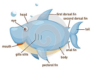 Illustration of shark vocabulary part of body