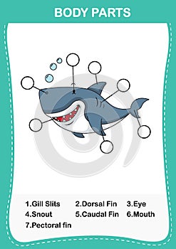 Illustration of shark vocabulary part of body