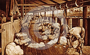 Illustration of sheep shearing in Australia