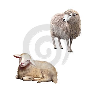 Illustration of Sheep standing and laying