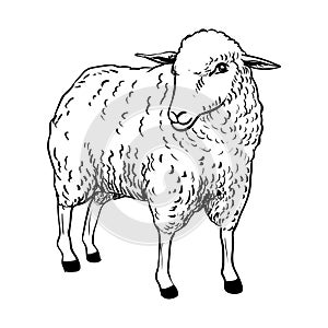 Illustration of Sheep - Vector Illustration