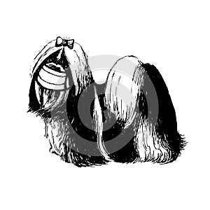 Illustration of Shih Tzu dog with mask