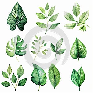 An illustration showcasing nine different types of green leaves, each with unique shapes and vein patterns, set against