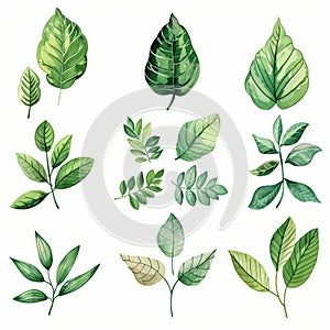 An illustration showcasing nine different types of green leaves, each with unique shapes and vein patterns, set against