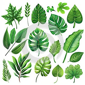 An illustration showcasing nine different types of green leaves, each with unique shapes and vein patterns, set against