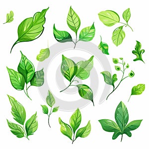 An illustration showcasing nine different types of green leaves, each with unique shapes and vein patterns, set against