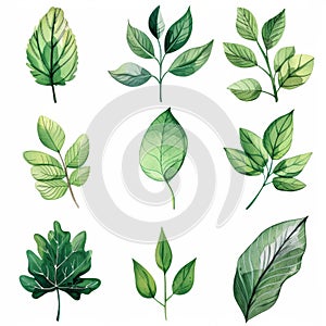 An illustration showcasing nine different types of green leaves, each with unique shapes and vein patterns, set against