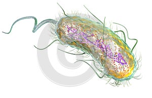Escherichia coli bacteria E. coli. Medically accurate 3D illustration photo