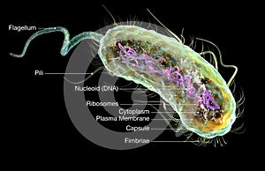 Escherichia coli bacteria E. coli. Medically accurate 3D illustration, labeled photo