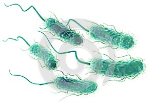 Escherichia coli bacteria E. coli. Scientifically accurate 3D illustration photo