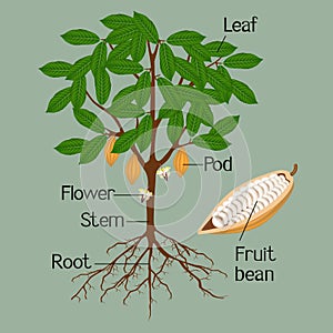 Illustration showing parts of a cocoa plant on a green background.