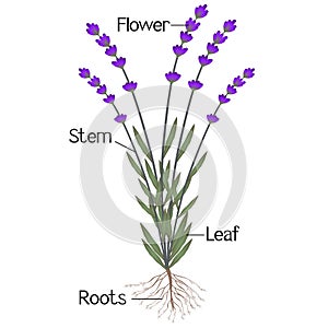 An illustration showing parts of a lavender plant.