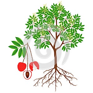 An illustration showing parts of a lychee tree. photo