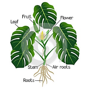 An illustration showing parts of a monstera or split-leaf philodendron Monstera deliciosa.