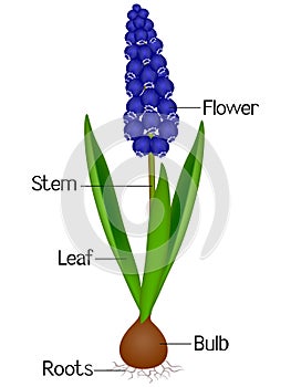 An illustration showing parts of a muscari blue grape hyacinth plant.