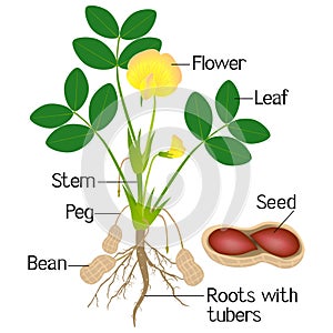An illustration showing parts of a peanut plant.