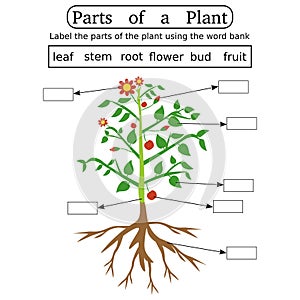 An illustration showing parts of a plant