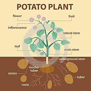 Illustration showing parts of potato platnt