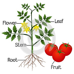 Illustration showing the parts of a tomato plant.