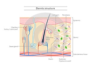 Illustration showing the structure of the dermis.English notation