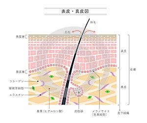 Illustration showing the structure of the epidermis and dermis.Japanese notation