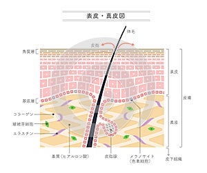 Illustration showing the structure of the epidermis and dermis.Japanese notation photo