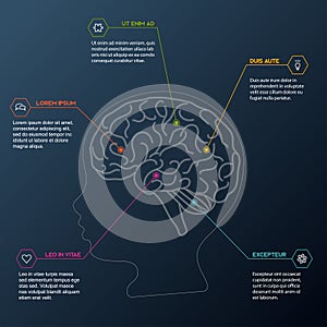 Illustration showing the structure of the human brain. Brain zone diagram