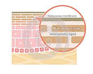 Illustration showing the structure of the stratum corneum.easy explanation photo