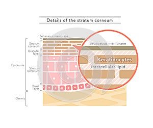 Illustration showing the structure of the stratum corneum.English notation