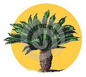 Cycad tree