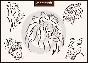 Illustration shows a mammals