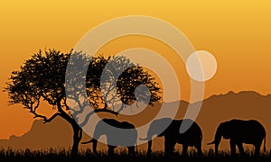 Illustration of silhouettes of mountain landscape of african safari with tree, grass and three elephants. Below the orange sky