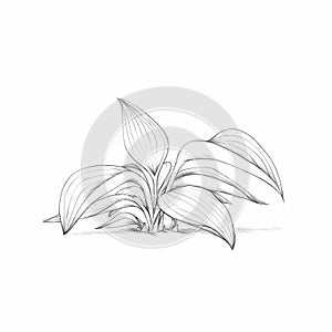 Illustration of a simple Funkia plant