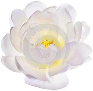 Illustration with single brier flower isolated on white photo