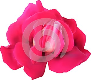 Isolated single red rose flower bloom