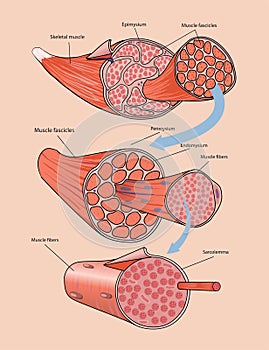 illustration of skeletal muscle anatomy photo